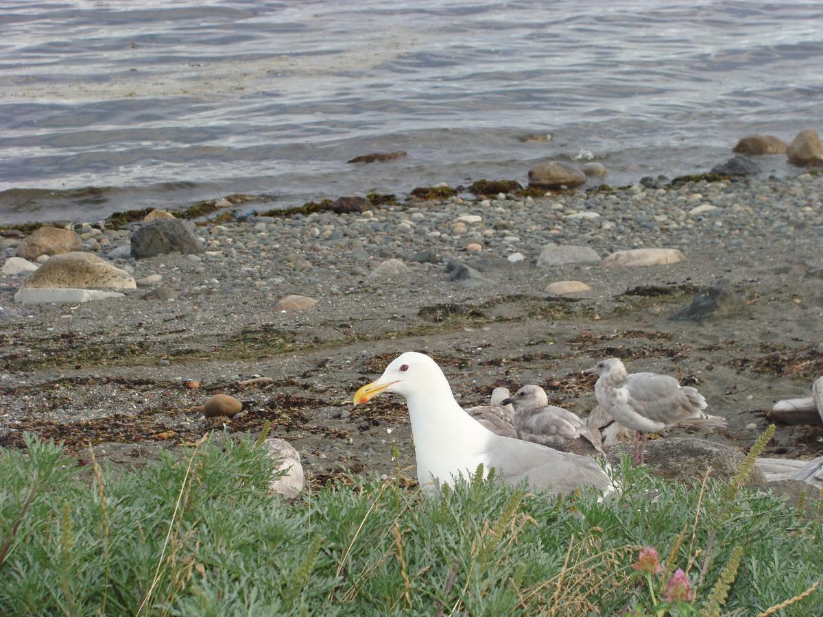 Estuary House Reflexology B&B Courtenay Esterno foto